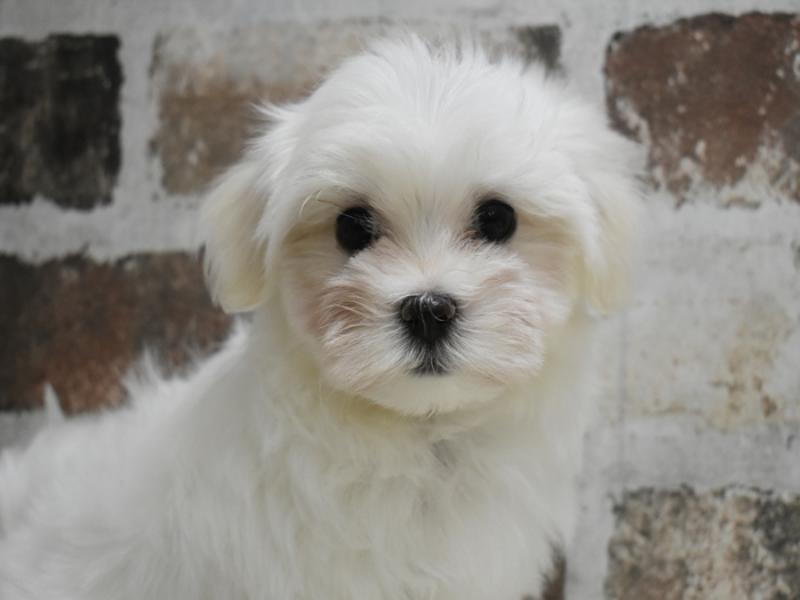 愛知県のマルチーズ (ワンラブNEW・CROSSTOWN店/2025年10月6日生まれ/男の子/ホワイト)の子犬の1枚目の画像