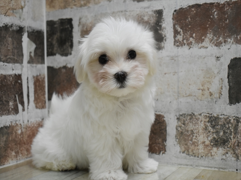 愛知県のマルチーズ (ワンラブNEW・CROSSTOWN店/2025年10月6日生まれ/男の子/ホワイト)の子犬の2枚目の画像