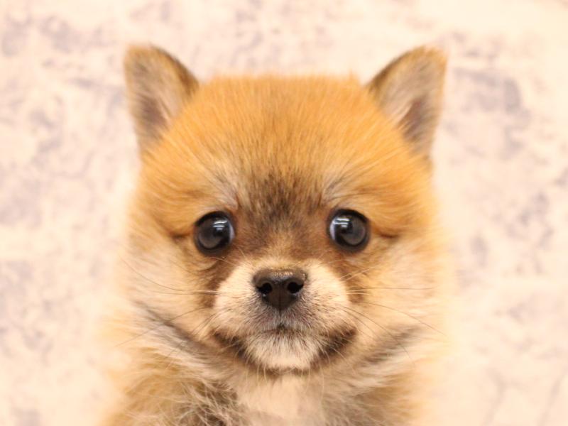 群馬県のポメ柴/豆ポメ/ポメ豆柴(ポメラニアン×柴犬) (ワンラブスマーク伊勢崎店/2025年10月10日生まれ/男の子/赤)の子犬の1枚目の画像