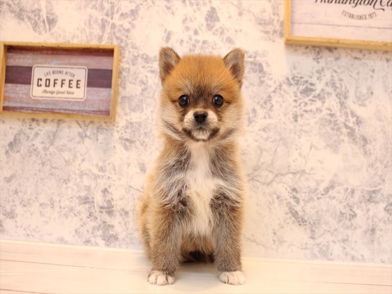 群馬県のポメ柴/豆ポメ/ポメ豆柴(ポメラニアン×柴犬) (ワンラブスマーク伊勢崎店/2025年10月10日生まれ/男の子/赤)の子犬の2枚目の画像