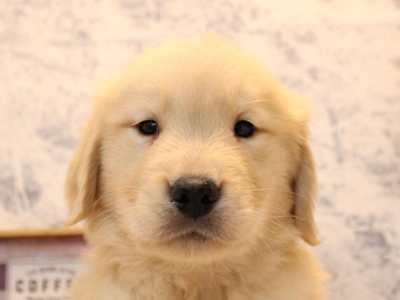 福岡県のゴールデンレトリバー (ワンラブ福岡総本店/2025年10月11日生まれ/男の子/ゴールデン)の子犬の1枚目の画像