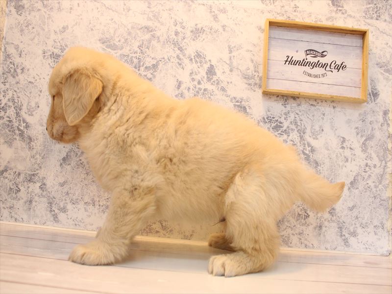 福岡県のゴールデンレトリバー (ワンラブ福岡総本店/2025年10月11日生まれ/男の子/ゴールデン)の子犬の3枚目の画像