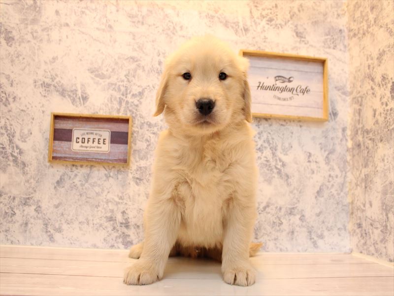 福岡県のゴールデンレトリバー (ワンラブ福岡総本店/2025年10月11日生まれ/男の子/ゴールデン)の子犬の2枚目の画像