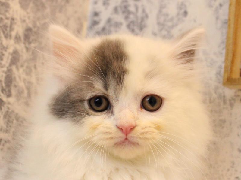 埼玉県のスコティッシュフォールド (ワンラブ西武所沢ワルツ店/2025年10月12日生まれ/男の子/ブルータビーホワイト)の子猫の1枚目の画像