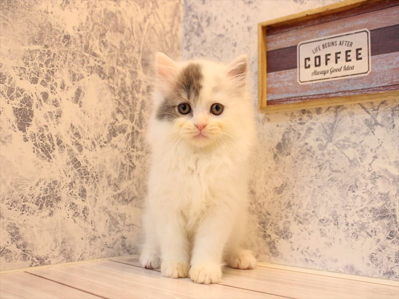 埼玉県のスコティッシュフォールド (ワンラブ西武所沢ワルツ店/2025年10月12日生まれ/男の子/ブルータビーホワイト)の子猫の2枚目の画像