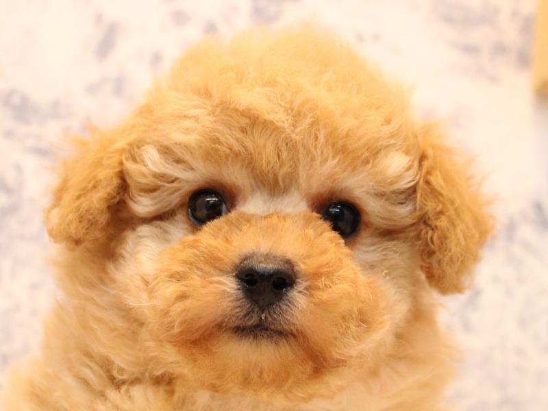 鳥取県のトイプードル(トイ) (ワンラブカインズ鳥取店/2025年10月10日生まれ/男の子/アプリコット)の子犬