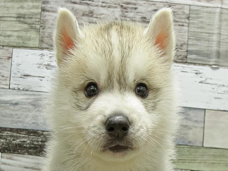 宮崎県のシベリアンハスキー (ワンラブｽｰﾊﾟｰｾﾝﾀｰﾆｼﾑﾀ五十市店/2025年10月12日生まれ/男の子/シルバーホワイト)の子犬の1枚目の画像