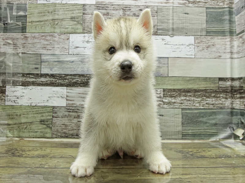 宮崎県のシベリアンハスキー (ワンラブｽｰﾊﾟｰｾﾝﾀｰﾆｼﾑﾀ五十市店/2025年10月12日生まれ/男の子/シルバーホワイト)の子犬の3枚目の画像