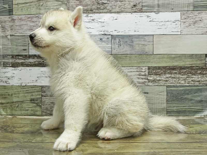 宮崎県のシベリアンハスキー (ワンラブｽｰﾊﾟｰｾﾝﾀｰﾆｼﾑﾀ五十市店/2025年10月12日生まれ/男の子/シルバーホワイト)の子犬の2枚目の画像