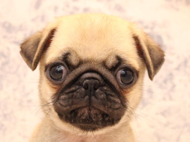 神奈川県のパグ (ワンラブららぽーと海老名店/2025年10月8日生まれ/男の子/フォーン)の子犬の1枚目の画像