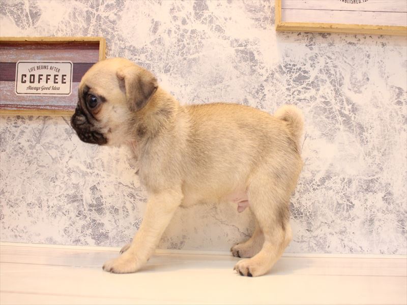 神奈川県のパグ (ワンラブららぽーと海老名店/2025年10月8日生まれ/男の子/フォーン)の子犬の3枚目の画像