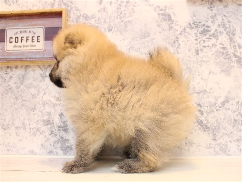 東京都のポメラニアン (ワンラブららぽーと立川立飛店/2025年10月12日生まれ/男の子/クリーム)の子犬の3枚目の画像