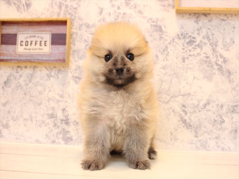 東京都のポメラニアン (ワンラブららぽーと立川立飛店/2025年10月12日生まれ/男の子/クリーム)の子犬の2枚目の画像