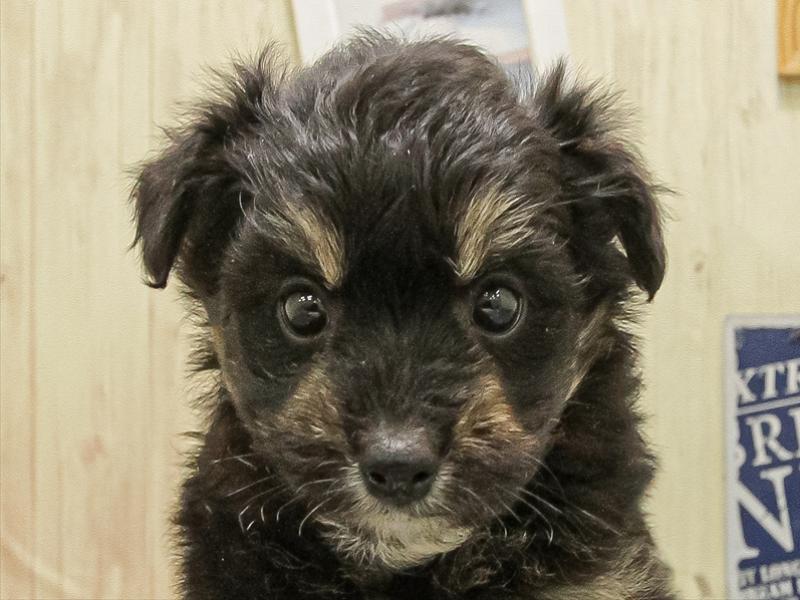 宮崎県のハーフ犬・ミックス犬 (ワンラブｽｰﾊﾟｰｾﾝﾀｰﾆｼﾑﾀ五十市店/2025年10月12日生まれ/女の子/ブラックタン)の子犬の1枚目の画像