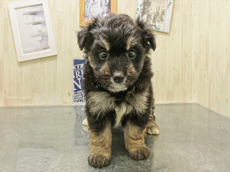 宮崎県のハーフ犬・ミックス犬 (ワンラブｽｰﾊﾟｰｾﾝﾀｰﾆｼﾑﾀ五十市店/2025年10月12日生まれ/女の子/ブラックタン)の子犬の3枚目の画像