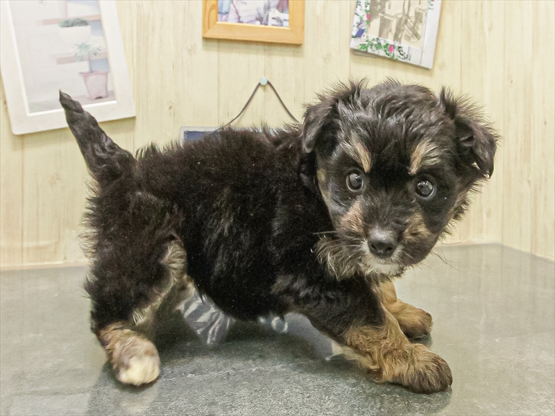 宮崎県のハーフ犬・ミックス犬 (ワンラブｽｰﾊﾟｰｾﾝﾀｰﾆｼﾑﾀ五十市店/2025年10月12日生まれ/女の子/ブラックタン)の子犬の2枚目の画像