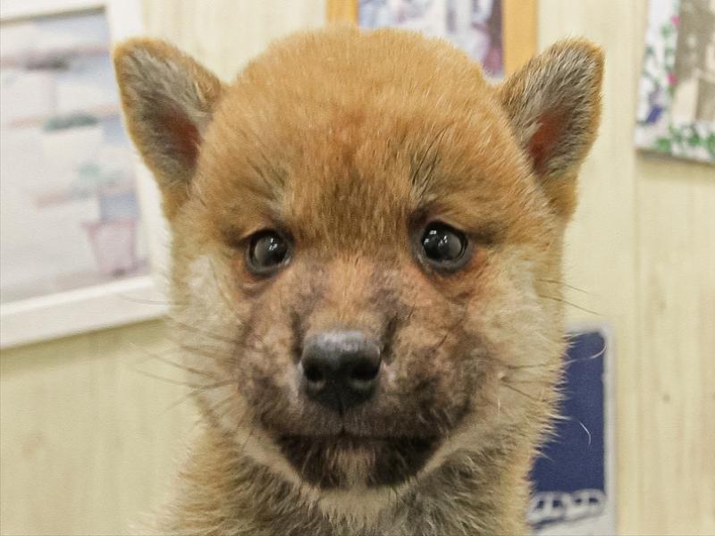 福岡県の豆柴 (ワンラブ福岡総本店/2025年10月10日生まれ/男の子/赤)の子犬の1枚目の画像