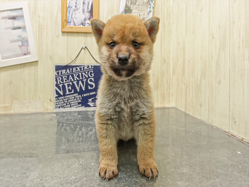 福岡県の豆柴 (ワンラブ福岡総本店/2025年10月10日生まれ/男の子/赤)の子犬の3枚目の画像