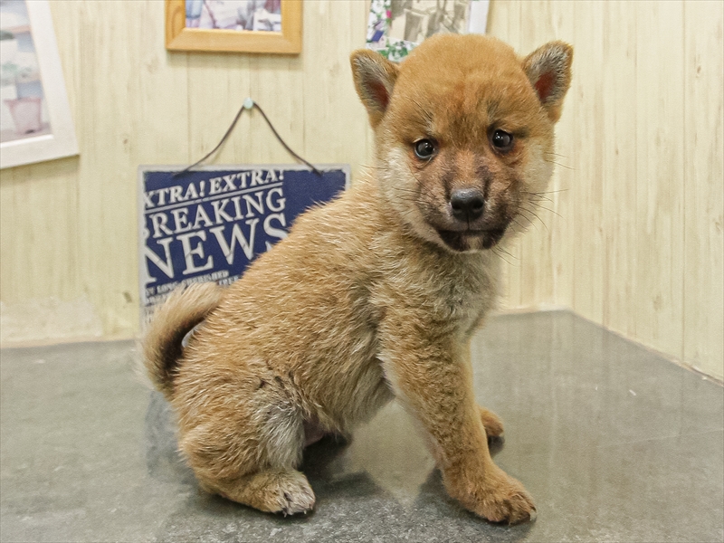 福岡県の豆柴 (ワンラブ福岡総本店/2025年10月10日生まれ/男の子/赤)の子犬の2枚目の画像