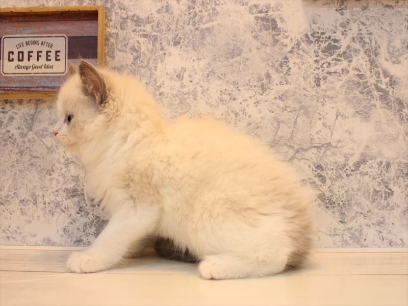 東京都のラグドール (ワンラブニャンラブ ららテラス北綾瀬店/2025年10月10日生まれ/男の子/ブルーポイントバイカラー)の子猫の3枚目の画像