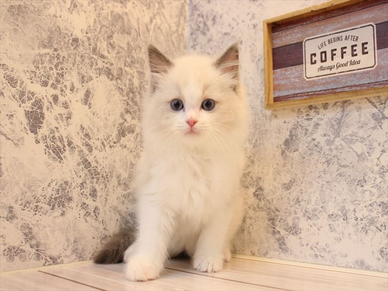 東京都のラグドール (ワンラブニャンラブ ららテラス北綾瀬店/2025年10月10日生まれ/男の子/ブルーポイントバイカラー)の子猫の2枚目の画像