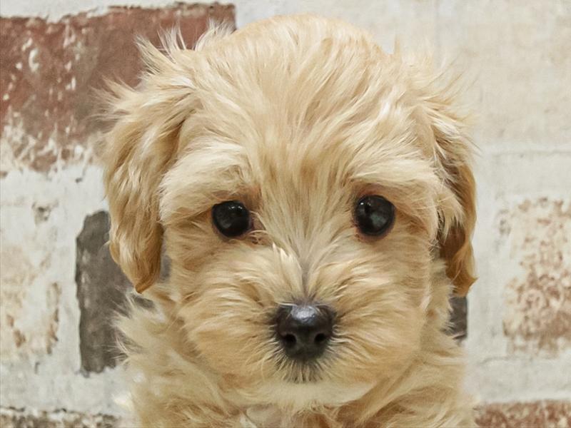 岩手県のマルプー(マルチーズ×プードル) (ワンラブイオンモール盛岡店/2025年10月11日生まれ/男の子/アプリコット)の子犬