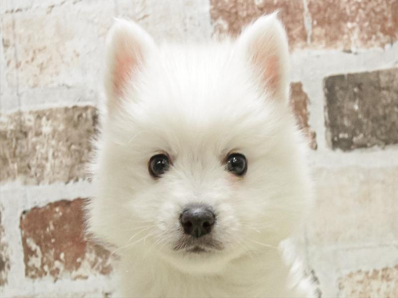 宮崎県の日本スピッツ (ワンラブｽｰﾊﾟｰｾﾝﾀｰﾆｼﾑﾀ五十市店/2025年10月10日生まれ/男の子/ホワイト)の子犬の1枚目の画像