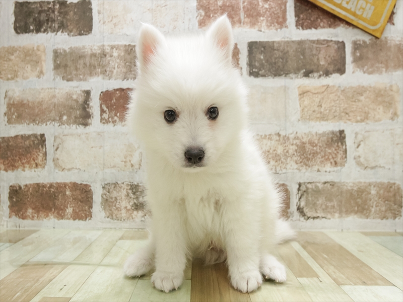 宮崎県の日本スピッツ (ワンラブｽｰﾊﾟｰｾﾝﾀｰﾆｼﾑﾀ五十市店/2025年10月10日生まれ/男の子/ホワイト)の子犬の3枚目の画像