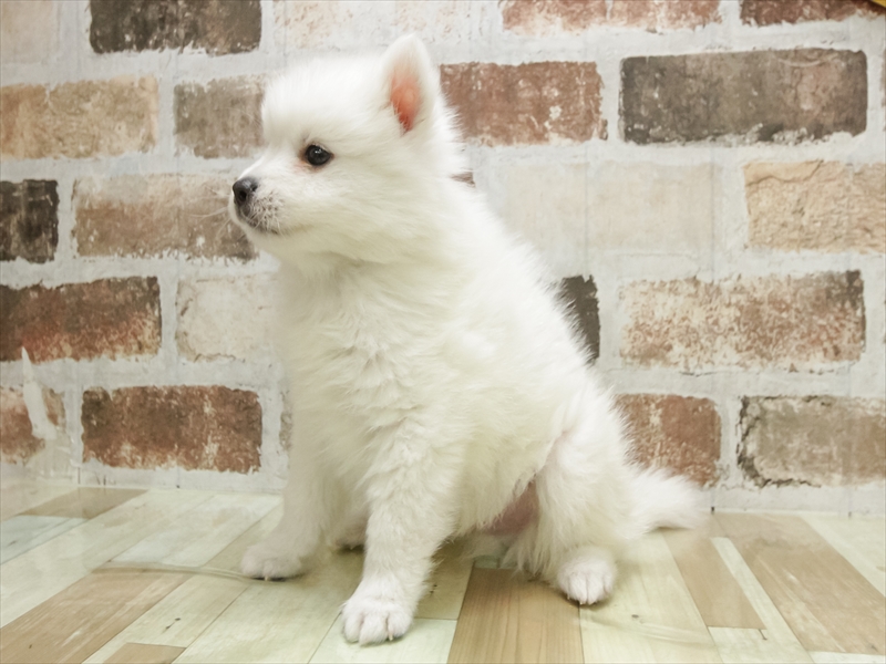 宮崎県の日本スピッツ (ワンラブｽｰﾊﾟｰｾﾝﾀｰﾆｼﾑﾀ五十市店/2025年10月10日生まれ/男の子/ホワイト)の子犬の2枚目の画像