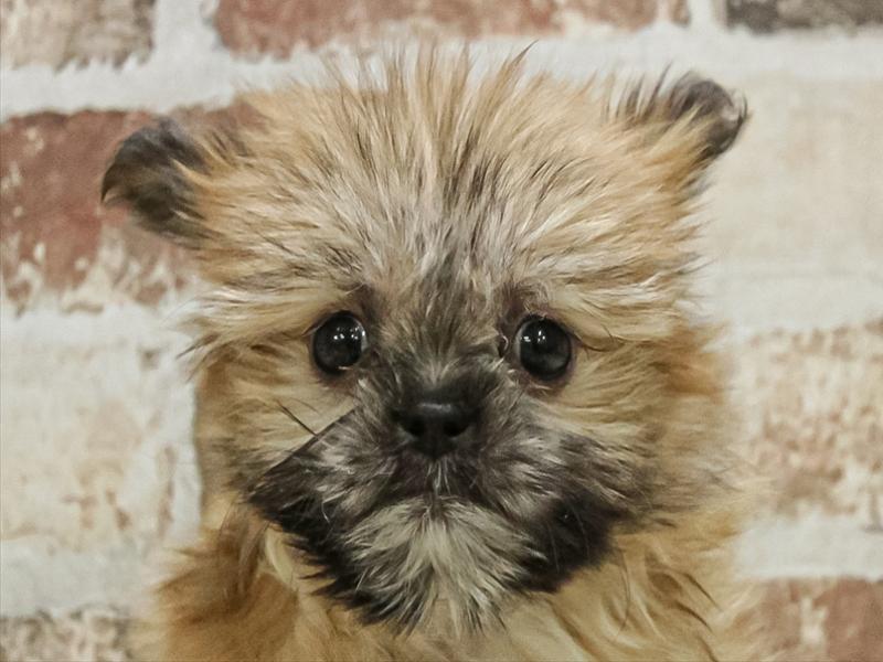 宮崎県のポメズー/ポメシーズ(ポメラニアン×シーズー) (ワンラブｽｰﾊﾟｰｾﾝﾀｰﾆｼﾑﾀ五十市店/2025年10月10日生まれ/女の子/オレンジ)の子犬の1枚目の画像