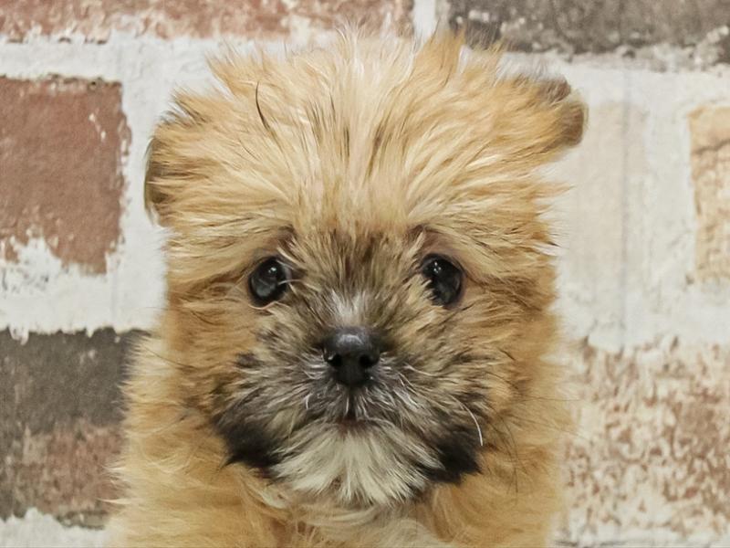 宮崎県のポメズー/ポメシーズ(ポメラニアン×シーズー) (ワンラブｽｰﾊﾟｰｾﾝﾀｰﾆｼﾑﾀ五十市店/2025年10月10日生まれ/女の子/オレンジ)の子犬の1枚目の画像