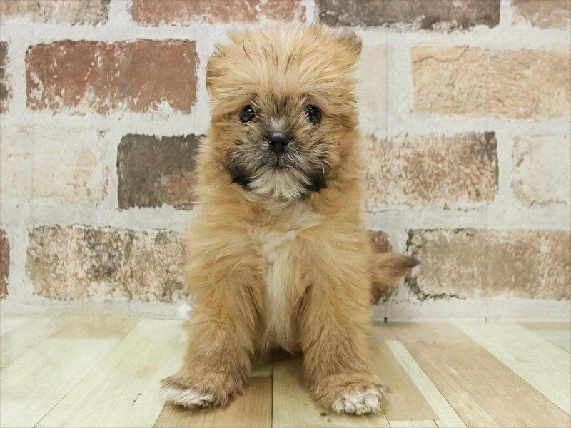 宮崎県のポメズー/ポメシーズ(ポメラニアン×シーズー) (ワンラブｽｰﾊﾟｰｾﾝﾀｰﾆｼﾑﾀ五十市店/2025年10月10日生まれ/女の子/オレンジ)の子犬の3枚目の画像