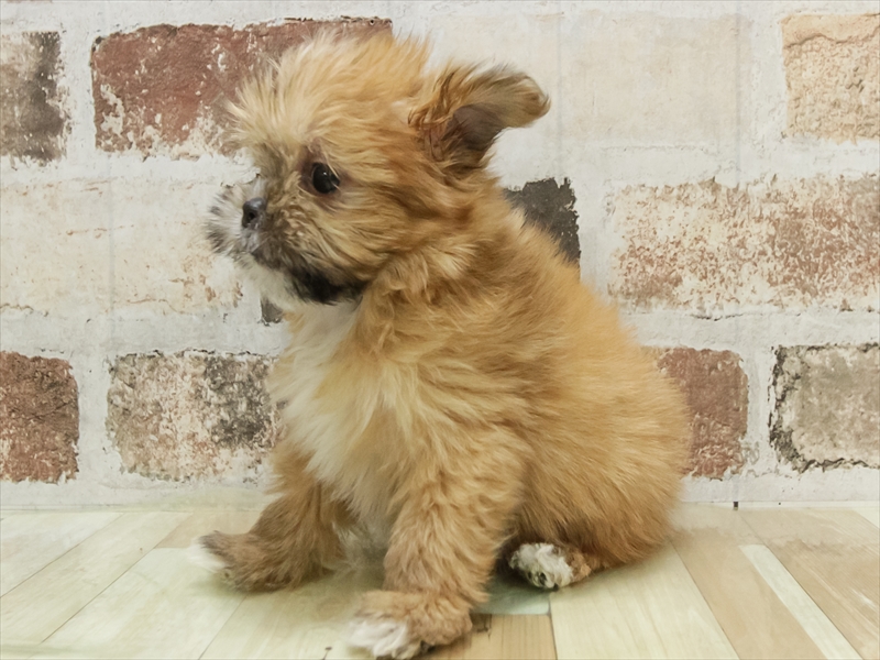 宮崎県のポメズー/ポメシーズ(ポメラニアン×シーズー) (ワンラブｽｰﾊﾟｰｾﾝﾀｰﾆｼﾑﾀ五十市店/2025年10月10日生まれ/女の子/オレンジ)の子犬の2枚目の画像