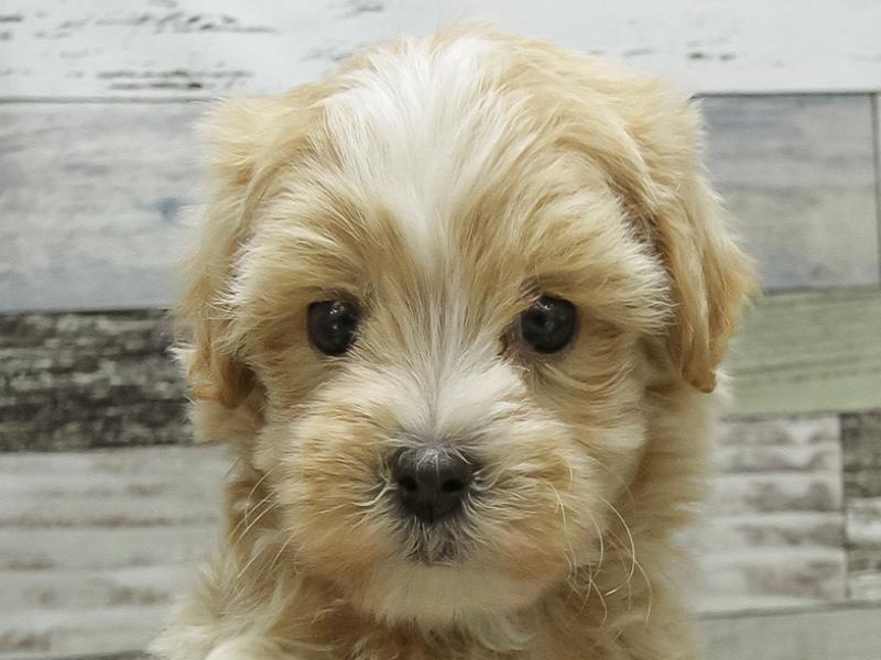 北海道のマルプー(マルチーズ×プードル) (ワンラブイオン手稲山口店/2025年10月11日生まれ/男の子/アプリコット)の子犬の1枚目の画像