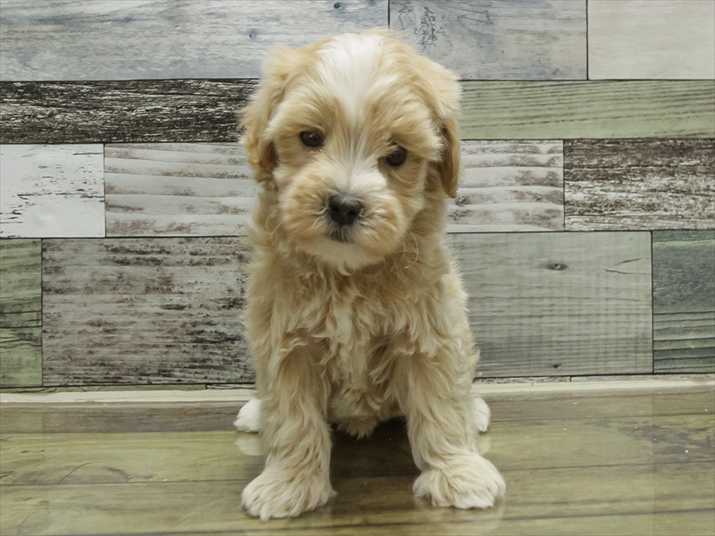 北海道のマルプー(マルチーズ×プードル) (ワンラブイオン手稲山口店/2025年10月11日生まれ/男の子/アプリコット)の子犬の3枚目の画像