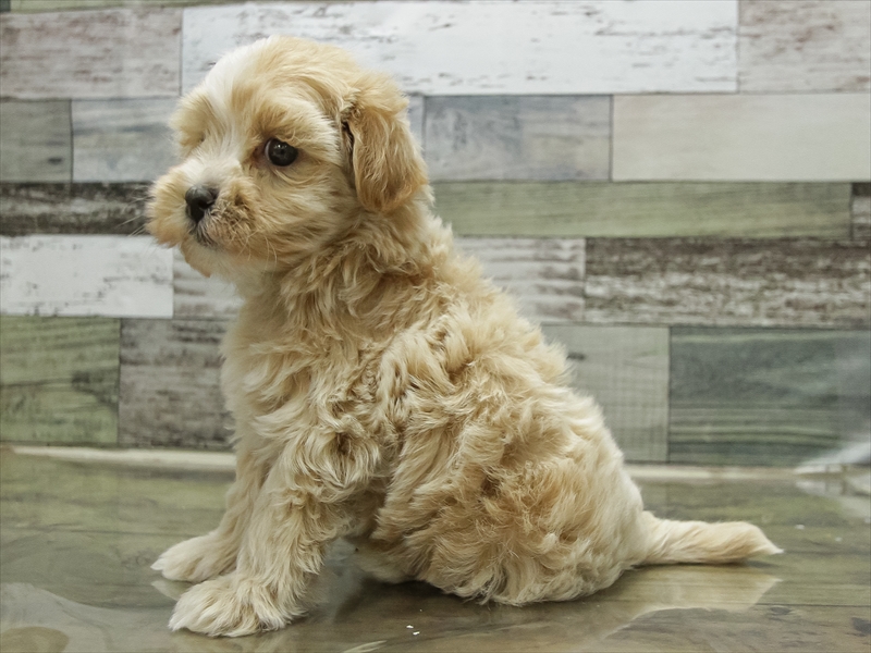 北海道のマルプー(マルチーズ×プードル) (ワンラブイオン手稲山口店/2025年10月11日生まれ/男の子/アプリコット)の子犬の2枚目の画像