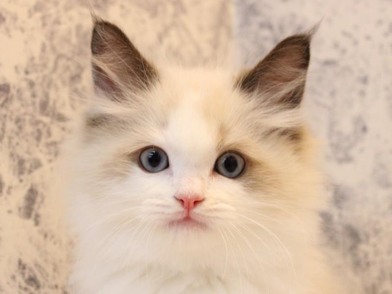 東京都のラグドール (ワンラブ有明ガーデン東京本店/2025年10月10日生まれ/男の子/シールポイントバイカラー)の子猫の1枚目の画像