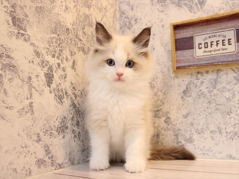 東京都のラグドール (ワンラブ有明ガーデン東京本店/2025年10月10日生まれ/男の子/シールポイントバイカラー)の子猫の3枚目の画像