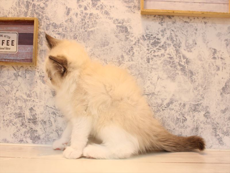 東京都のラグドール (ワンラブ有明ガーデン東京本店/2025年10月10日生まれ/男の子/シールポイントバイカラー)の子猫の2枚目の画像