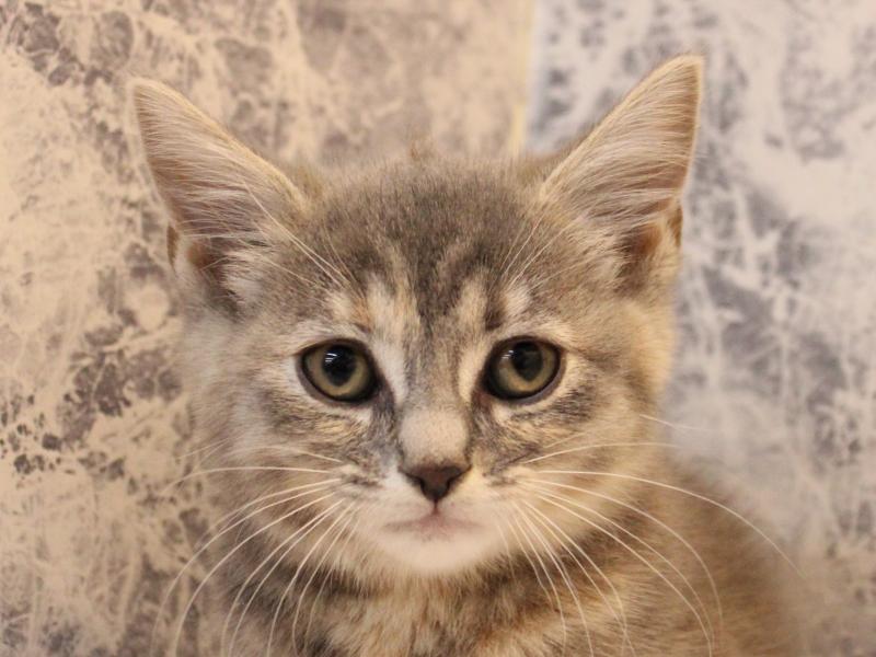 埼玉県のミヌエット (ワンラブ西武所沢ワルツ店/2025年10月9日生まれ/女の子/ブルークリーム)の子猫の1枚目の画像