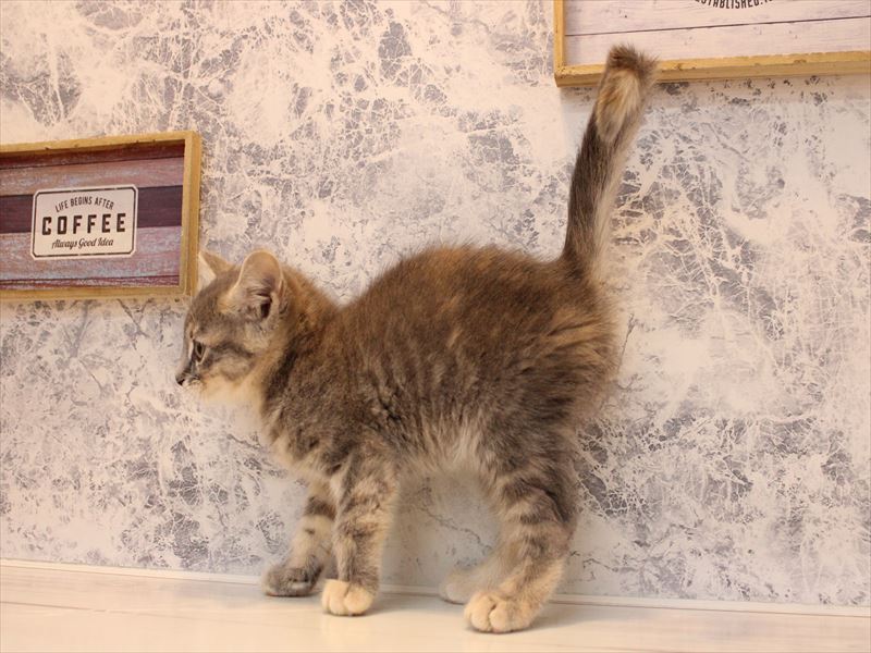 埼玉県のミヌエット (ワンラブ西武所沢ワルツ店/2025年10月9日生まれ/女の子/ブルークリーム)の子猫の3枚目の画像