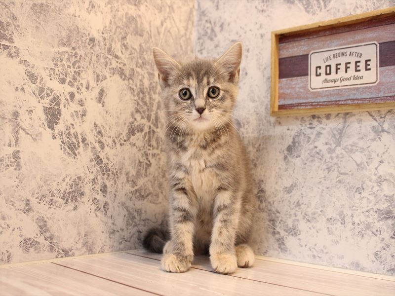 埼玉県のミヌエット (ワンラブ西武所沢ワルツ店/2025年10月9日生まれ/女の子/ブルークリーム)の子猫の2枚目の画像