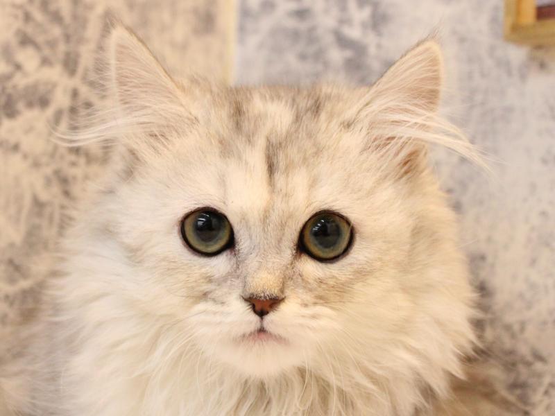 東京都のミヌエット (ワンラブ有明ガーデン東京本店/2025年10月6日生まれ/女の子/シルバータビー)の子猫の1枚目の画像