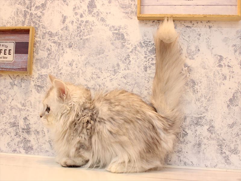 東京都のミヌエット (ワンラブ有明ガーデン東京本店/2025年10月6日生まれ/女の子/シルバータビー)の子猫の3枚目の画像