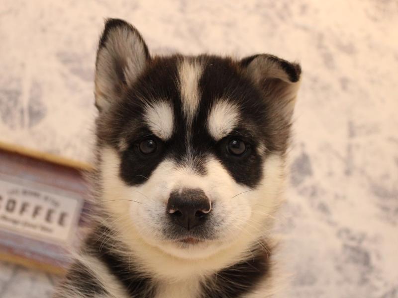 福岡県のハーフ犬・ミックス犬 (ワンラブ福岡総本店/2025年10月11日生まれ/男の子/ブラックホワイト)の子犬の1枚目の画像