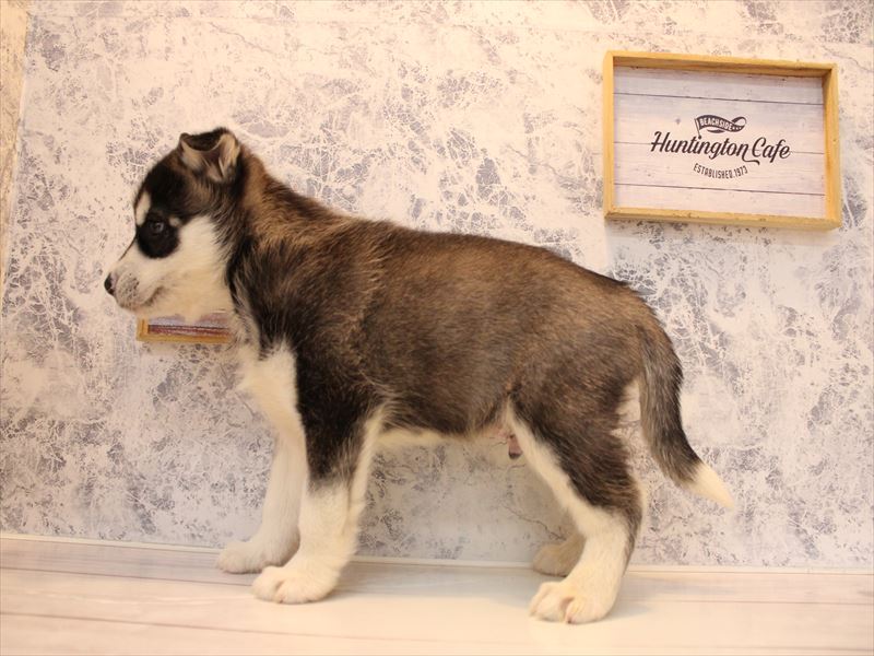 福岡県のハーフ犬・ミックス犬 (ワンラブ福岡総本店/2025年10月11日生まれ/男の子/ブラックホワイト)の子犬の3枚目の画像