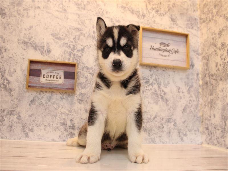 福岡県のハーフ犬・ミックス犬 (ワンラブ福岡総本店/2025年10月11日生まれ/男の子/ブラックホワイト)の子犬の2枚目の画像