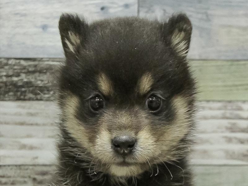 愛知県のポメ柴/豆ポメ/ポメ豆柴(ポメラニアン×柴犬) (ワンラブイオンモール常滑店/2025年10月12日生まれ/女の子/黒)の子犬の1枚目の画像