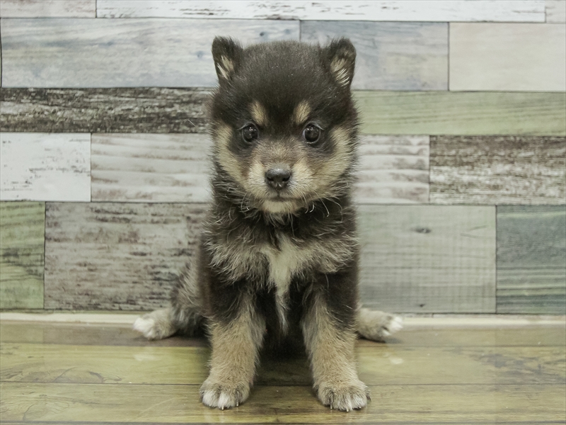 愛知県のポメ柴/豆ポメ/ポメ豆柴(ポメラニアン×柴犬) (ワンラブイオンモール常滑店/2025年10月12日生まれ/女の子/黒)の子犬の3枚目の画像