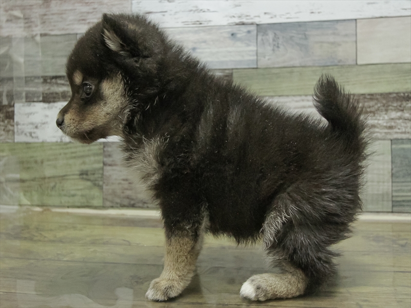 愛知県のポメ柴/豆ポメ/ポメ豆柴(ポメラニアン×柴犬) (ワンラブイオンモール常滑店/2025年10月12日生まれ/女の子/黒)の子犬の2枚目の画像